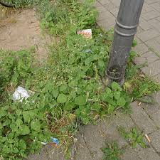 Attēlu rezultāti vaicājumam “Galinsoga quadriradiata leaf”