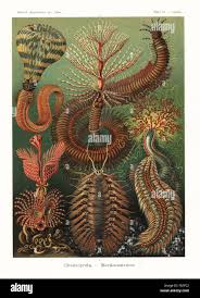 Attēlu rezultāti vaicājumam “Annelides”