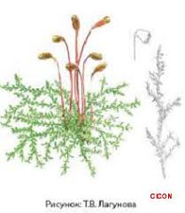 Attēlu rezultāti vaicājumam “Serpoleskea confervoides”