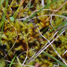 Attēlu rezultāti vaicājumam “Tomentypnum nitens”