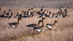 Image result for Anser fabalis