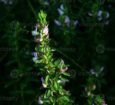 Attēlu rezultāti vaicājumam “Ononis arvensis”