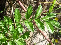 Attēlu rezultāti vaicājumam “Potentilla arenaria leaf”