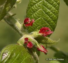 Attēlu rezultāti vaicājumam “Juglans cinerea fruit”