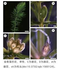 「金魚藻」的圖片搜尋結果