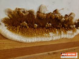 Attēlu rezultāti vaicājumam “Didymium serpula spores”