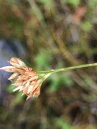 Attēlu rezultāti vaicājumam “Rhynchospora alba flower”