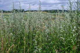 Attēlu rezultāti vaicājumam “Artemisia vulgaris flower”