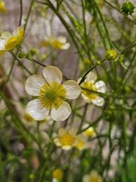 Attēlu rezultāti vaicājumam “Ranunculus acris flower”