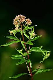 Attēlu rezultāti vaicājumam “Eupatorium cannabinum bud”