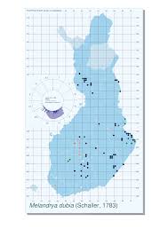 Attēlu rezultāti vaicājumam “Melandrya dubia”