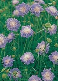 Image result for Scabiosa col.`Butterfly Blue`