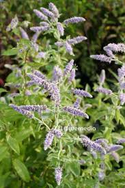 Attēlu rezultāti vaicājumam “Mentha longifolia”