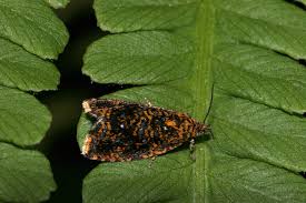 Attēlu rezultāti vaicājumam “Celypha siderana”