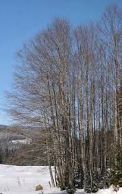 Attēlu rezultāti vaicājumam “Alnus incana”