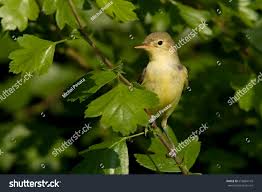 Attēlu rezultāti vaicājumam “Hippolais icterina”