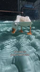 Image result for Aylesbury Ducks Sub Aqua Club