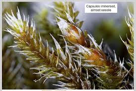 Attēlu rezultāti vaicājumam “Hedwigia ciliata sporophyte”