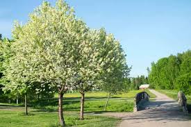 Attēlu rezultāti vaicājumam “Sorbus intermedia fruit”