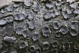 Attēlu rezultāti vaicājumam “Biscogniauxia marginata”