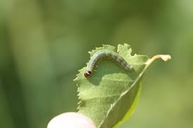 Attēlu rezultāti vaicājumam “Pandemis cerasana”