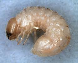 Attēlu rezultāti vaicājumam “Anobium pertinax”