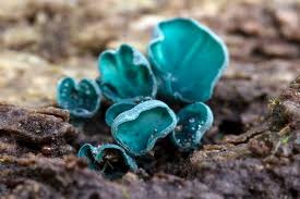 Attēlu rezultāti vaicājumam “Chlorociboria aeruginascens”