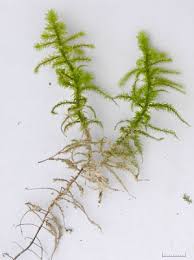 Attēlu rezultāti vaicājumam “Rhytidiadelphus triquetrus sporophyte”