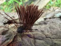 Attēlu rezultāti vaicājumam “Stemonitis splendens spores”