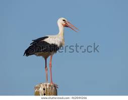 Attēlu rezultāti vaicājumam “Ciconia ciconia juvenile”