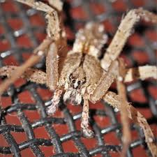 Attēlu rezultāti vaicājumam “Miturgidae”