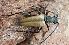 Attēlu rezultāti vaicājumam “Anastrangalia sanguinolenta female”