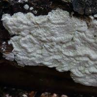 Attēlu rezultāti vaicājumam “Antrodia gossypium”