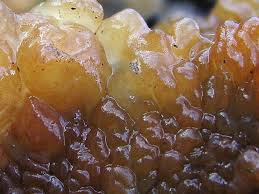 Attēlu rezultāti vaicājumam “Exidia cartilaginea”