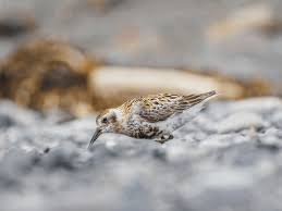 Attēlu rezultāti vaicājumam “Calidris”