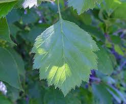 Attēlu rezultāti vaicājumam “Crataegus chrysocarpa”