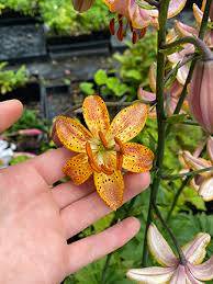 Attēlu rezultāti vaicājumam “Lilium martagon bud”