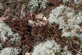 Attēlu rezultāti vaicājumam “Cetraria islandica”