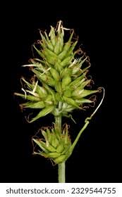 Attēlu rezultāti vaicājumam “Carex spicata”