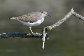 Attēlu rezultāti vaicājumam “Actitis hypoleucos”