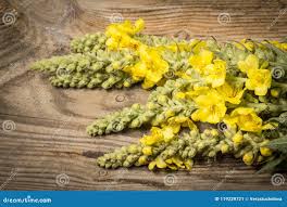 Attēlu rezultāti vaicājumam “Verbascum densiflorum flower”