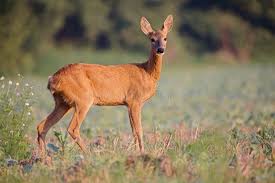 Attēlu rezultāti vaicājumam “Capreolus capreolus”