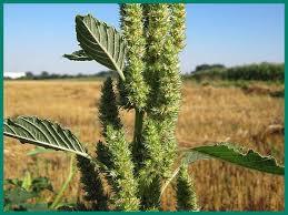 Attēlu rezultāti vaicājumam “Amaranthus retroflexus”