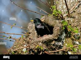Attēlu rezultāti vaicājumam “Sturnus vulgaris nest”