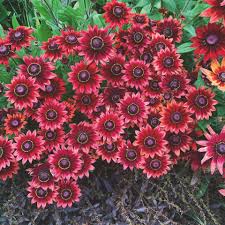 Image result for Rudbeckia