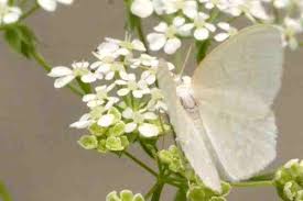 Attēlu rezultāti vaicājumam “Jodis putata”
