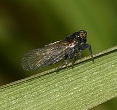 Attēlu rezultāti vaicājumam “Javesella pellucida”