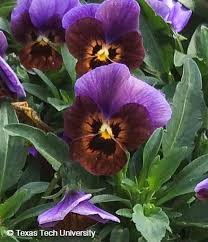 Image result for Viola wittrockiana