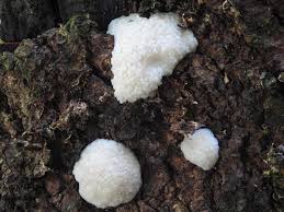 Attēlu rezultāti vaicājumam “Fuligo candida f. persicum spores”