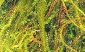 Attēlu rezultāti vaicājumam “Odontoschisma denudatum”